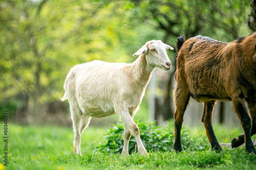 sweet little goat on the grass sweet little goat on the grass