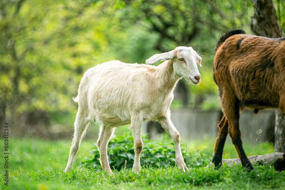 sweet little goat on the grass sweet little goat on the grass