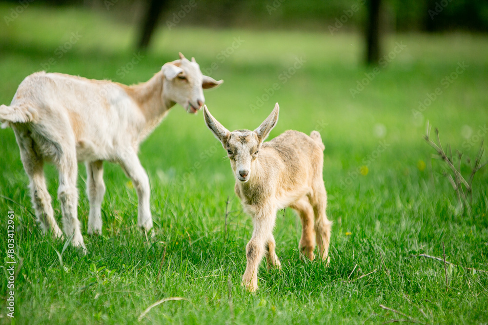 Obraz premium sweet little goat on the grass