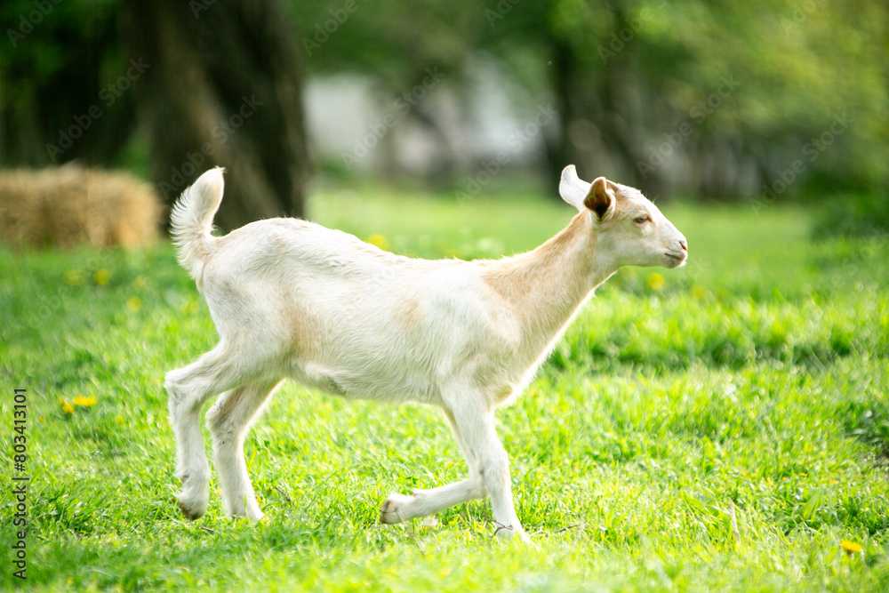 Fototapeta premium sweet little goat on the grass