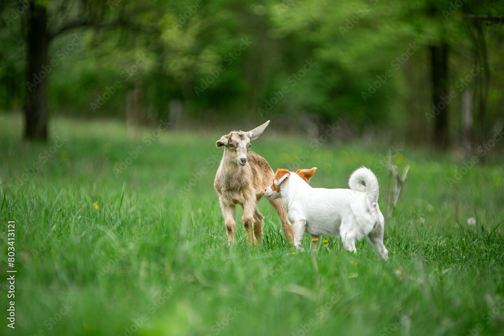 sweet little goat on the grass sweet little goat on the grass