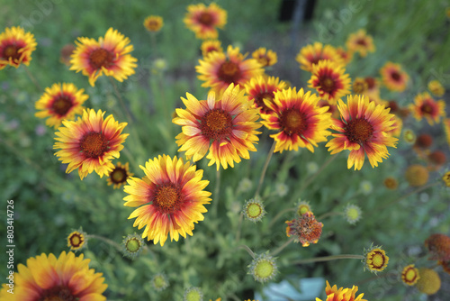 Sunflowers in the garden © Valeriia Kozlova