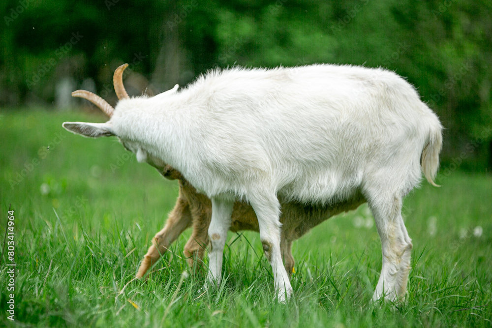 Obraz premium sweet little goat on the grass