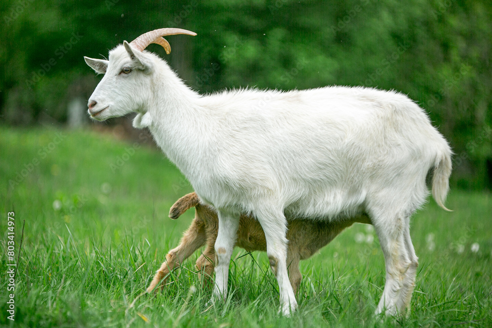 Fototapeta premium sweet little goat on the grass