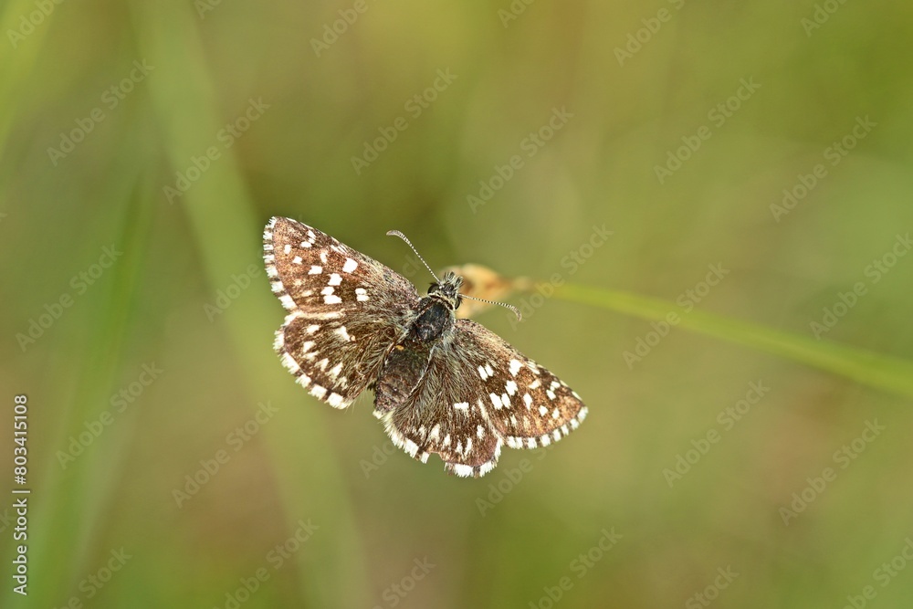 Kleiner Würfel-Dickkopffalter (Pyrgus malvae). Kleiner Würfel-Dickkopffalter (Pyrgus malvae).