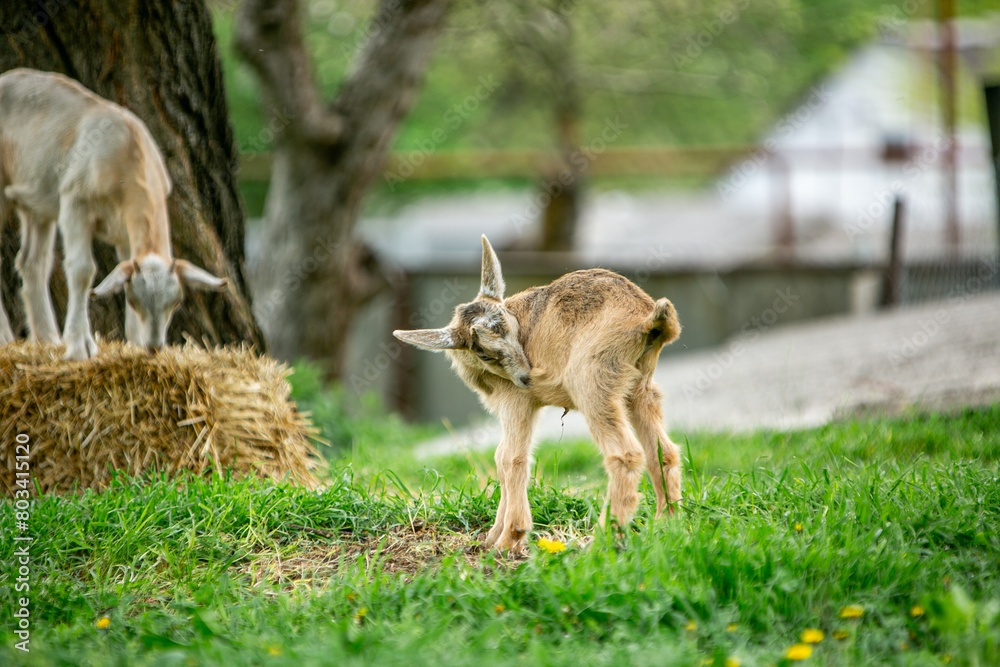 Naklejka premium sweet little goat on the grass