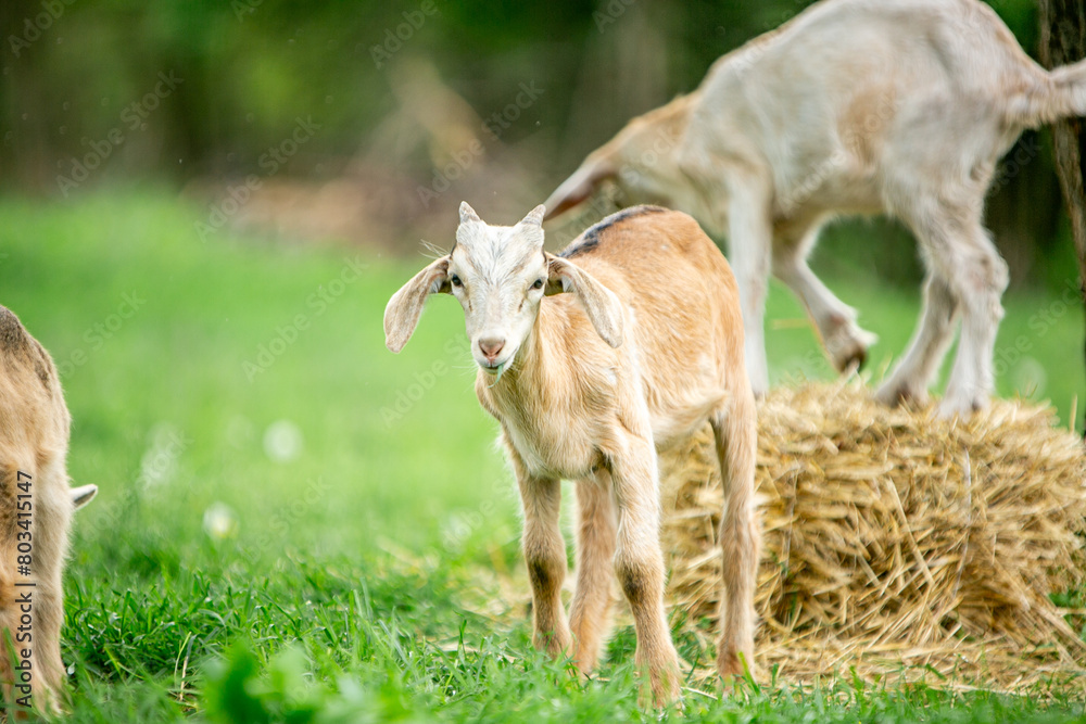 sweet little goat on the grass sweet little goat on the grass