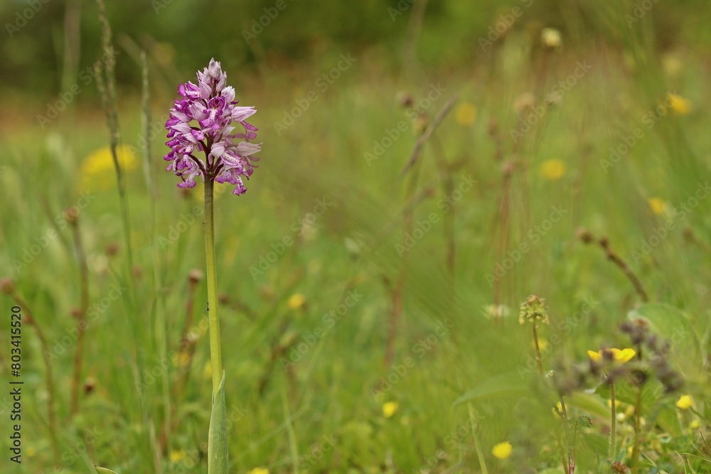 Helm-Knabenkraut (Orchis militaris) Helm-Knabenkraut (Orchis militaris)