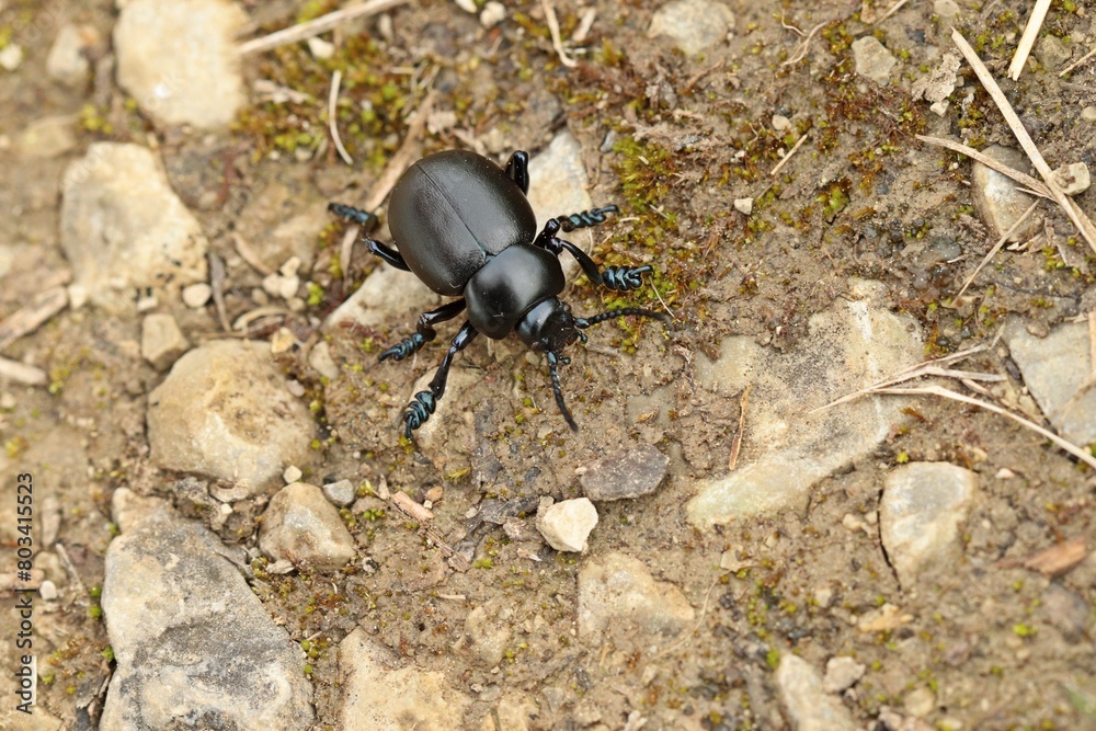 Tatzenkäfer (Timarcha tenebricosa) Tatzenkäfer (Timarcha tenebricosa)