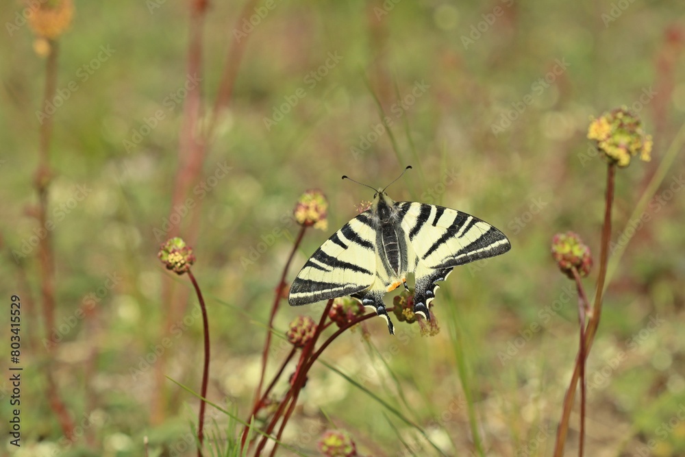 Männlicher Segelfalter (Iphiclides podalirius) Männlicher Segelfalter (Iphiclides podalirius)