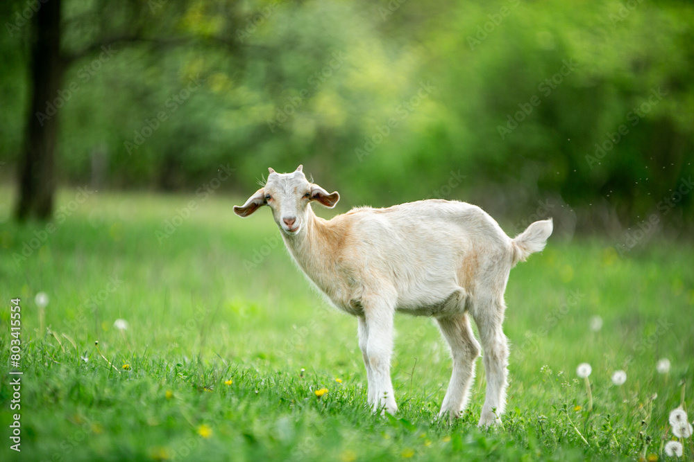 Fototapeta premium sweet little goat on the grass