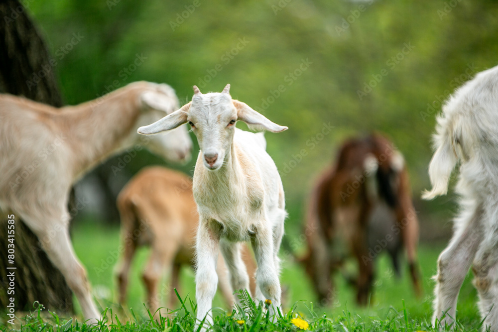 Fototapeta premium sweet little goat on the grass