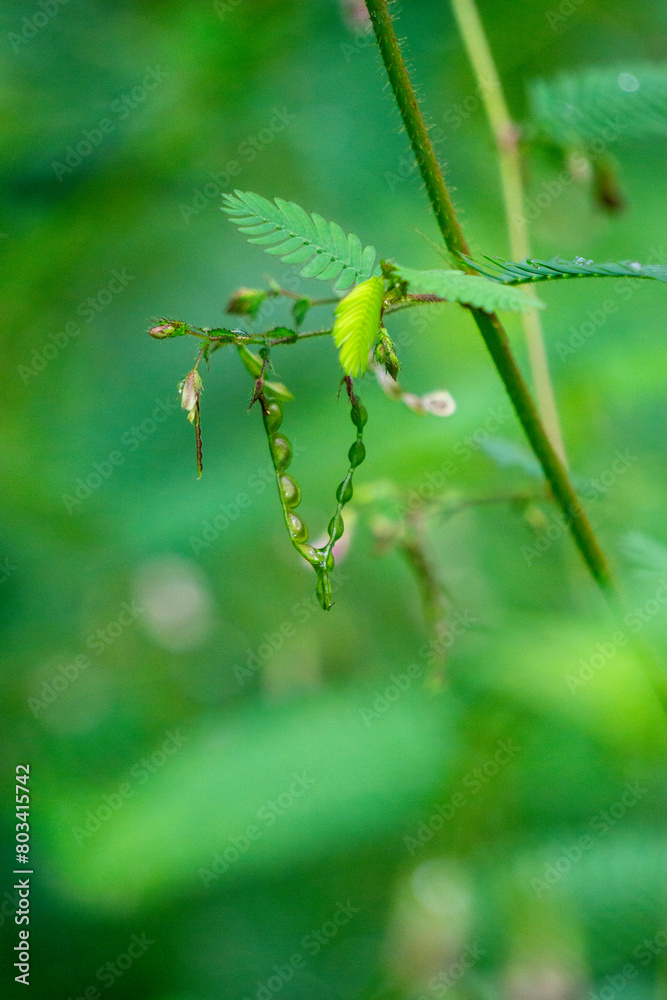 Aeschynomene americana (shyleaf, forage aeschynomene, American joint vetch, thornless mimosa). The sensitive leaves fold up when touched Aeschynomene americana (shyleaf, forage aeschynomene, American joint vetch, thornless mimosa). The sensitive leaves fold up when touched