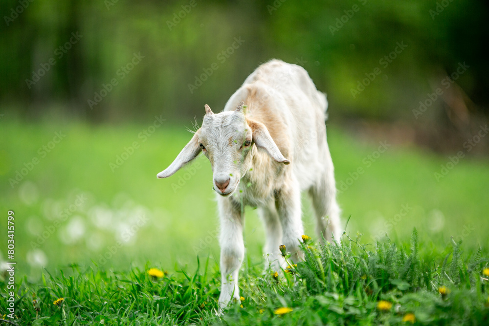 Fototapeta premium sweet little goat on the grass