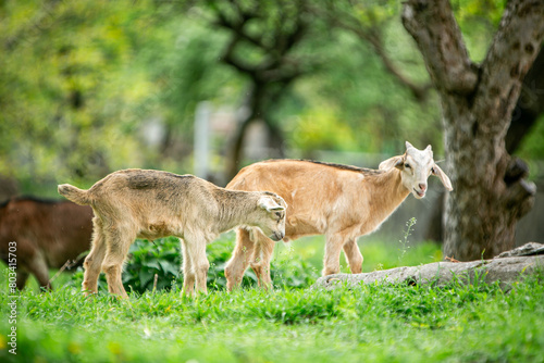  sweet little goat on the grass