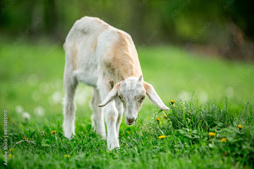 Fototapeta premium sweet little goat on the grass