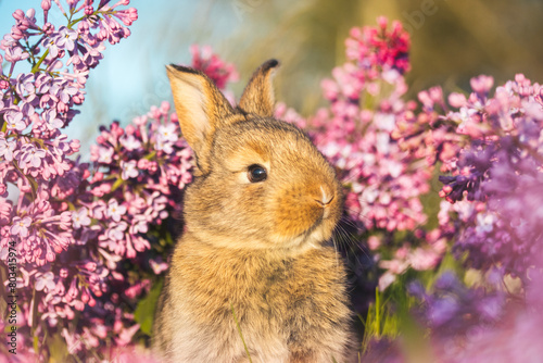 rabbit with a cute face among lilac flowers