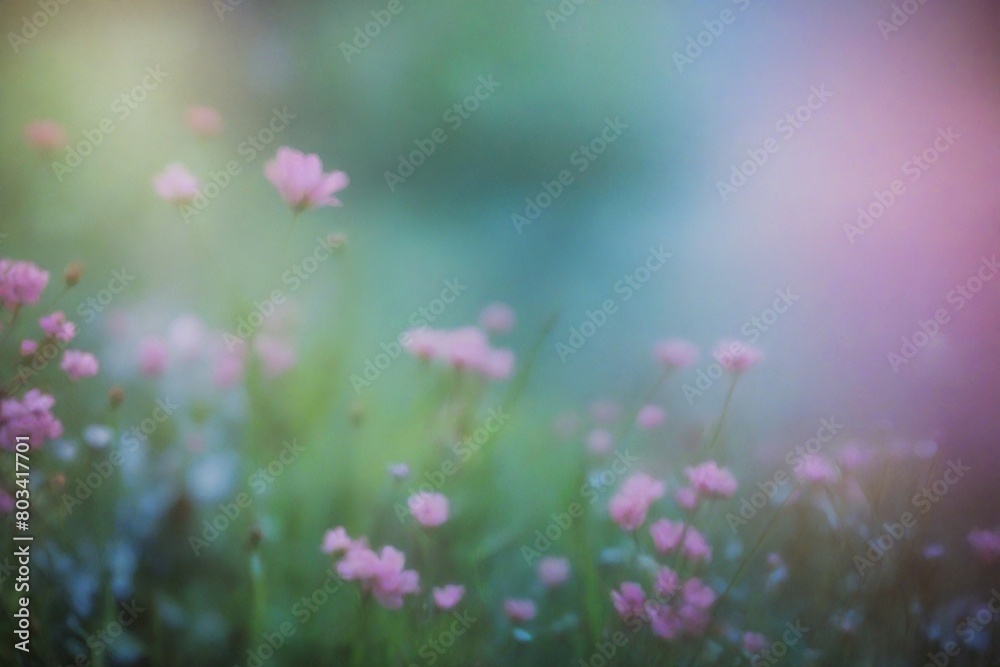 Obraz premium pink cosmos flowers