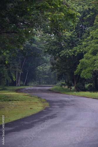 In the morning, the paved road curves into a beautiful and mysterious lush green forest, where it is quiet and devoid of people.