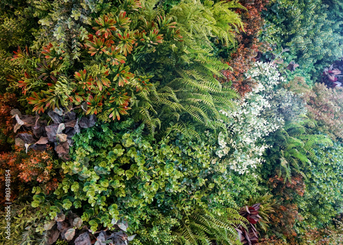 Green plant wall for decorating buildings and gardens, It is a tropical rainforest plant that is beautiful and natural. Makes you feel relaxed and refreshed, Material made from plastic.