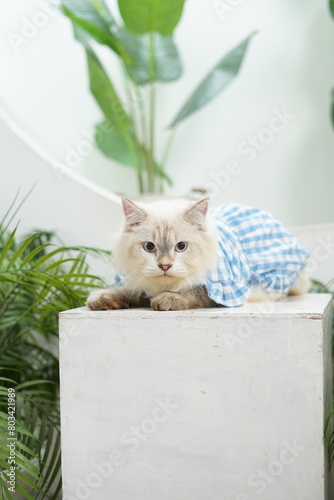 Portrait of a white fur ragdoll cat in a blue checkered shirt sitting on a box chair in a white tropical garden concept room