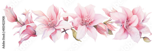Elegant light pink magnolia flowers in watercolor.