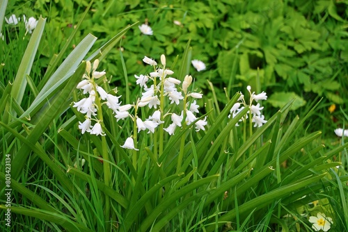 grass and flowers, beautiful white blue bells growing wild in the grass, in Spring time.