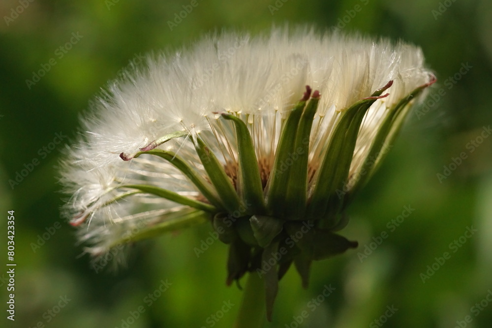 The amazing details of a dandelion flower in a macro photo; Taraxacum officinale The amazing details of a dandelion flower in a macro photo; Taraxacum officinale