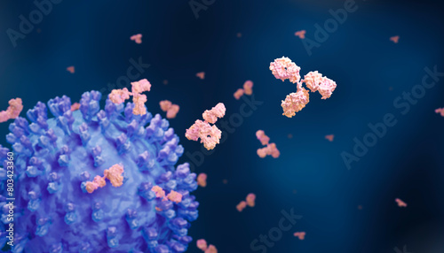 Antibodies responding to a virus