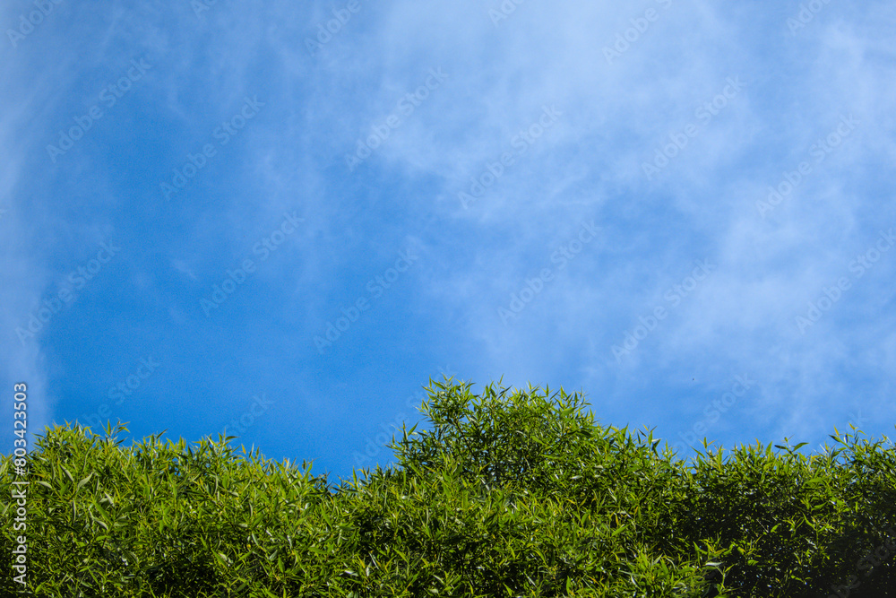 Salix fragilis, crack willow, strong medium-size tree with a round crown and blue sky during spring summer sunny day as natural background Salix fragilis, crack willow, strong medium-size tree with a round crown and blue sky during spring summer sunny day as natural background