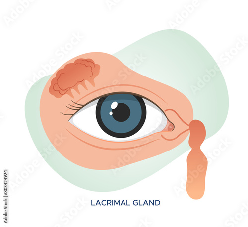 Eye anatomy - Lacrimal Gland - Stock Illustration