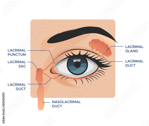 Eye anatomy - The Lacrimal Glands- Stock Illustration