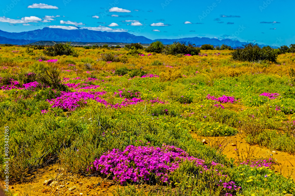 A landscape of the Little Karoo veld in spring after good rains covered by wildflowers and  with the Swartberg Mountains in the background, Western Cape, South Africa