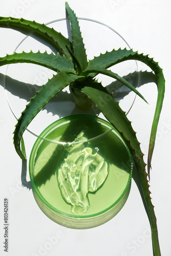 Abstract cosmetic laboratory. Aloe Vera Plant and Gel in Glass Petri