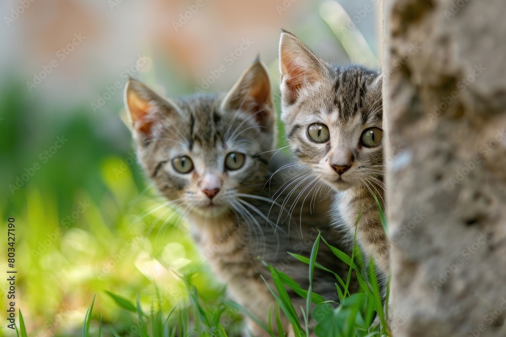 Two kittens are standing in the grass, one of them is looking at the camera
