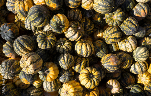 Pumpkins at the Farmers Market. Beautiful Autumn Halloween and Harvest Background. Yellow and Green Colors.