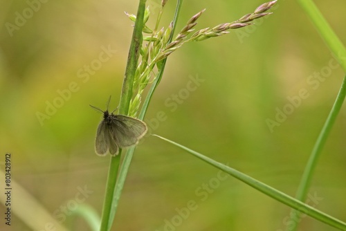 Männlicher Wiesen-Sackträger (Epichnopterix plumella) photo