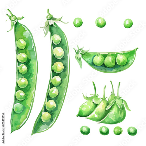Watercolor painting vector of green pea, isolated on a white background, green peas vector, clipart Illustration, Graphic logo, drawing design art, clipart image