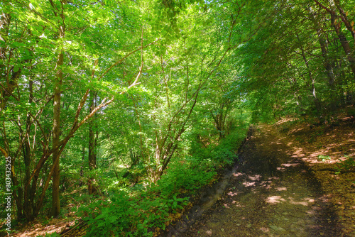 day trip through beech forest in summer. beauty of carpathian nature