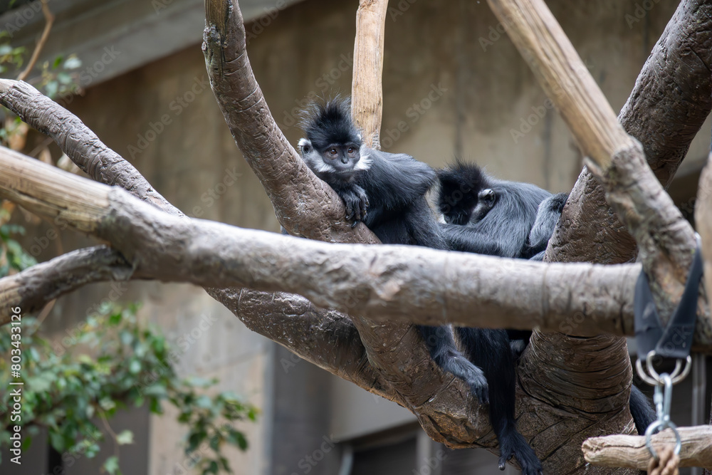 Obraz premium Monkeys at Zoo