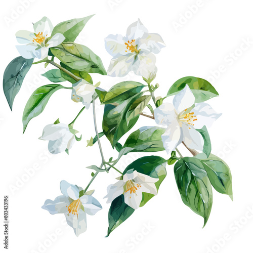 Watercolor Vector painting of a jasmine flower, isolated on a white background, jasmine vector, jasmine clipart, jasmine art, jasmine painting, jasmine Graphic, drawing clipart.