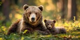 A nice male brown bear with cutie cub bear in the forest.