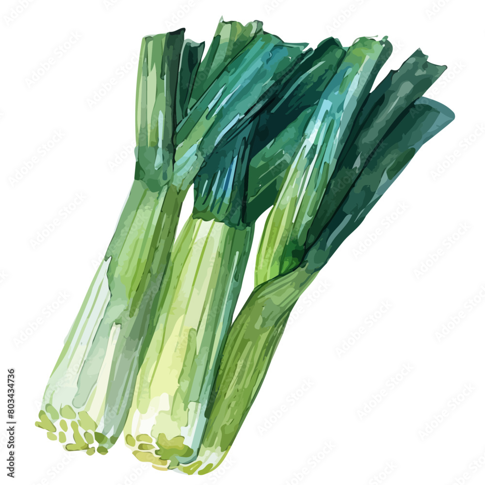 Watercolor Vector painting of leek set, isolated on a white background ...