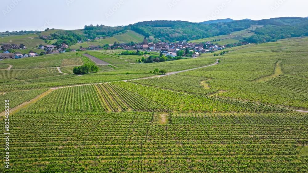 Aerial view of vineyards rows in France. French vineyard plantations. Vine of grapes fields in France. Aerial view of vineyards rows in France. French vineyard plantations. Vine of grapes fields in France.