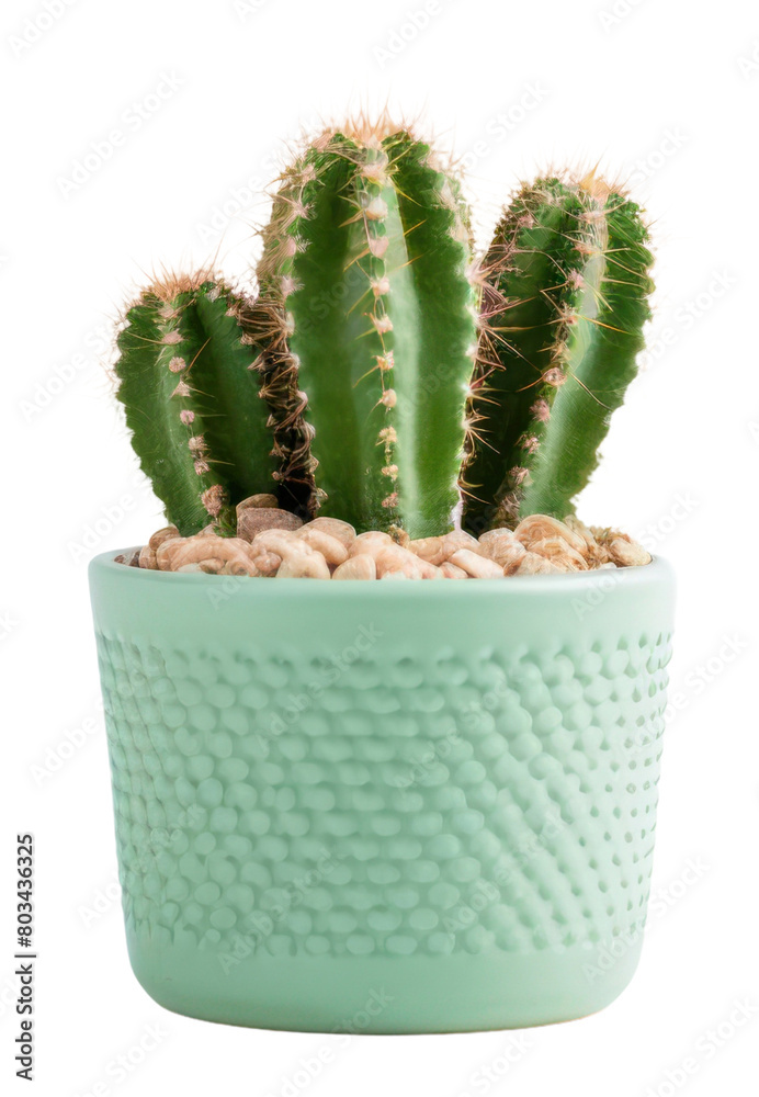 PNG Cactus plant houseplant freshness. PNG Cactus plant houseplant freshness.