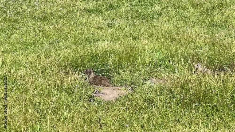 4K HD video of ground squirrels foraging for food in a grassy field in a city park on a windy day
4K HD video of ground squirrels foraging for food in a grassy field in a city park on a windy day