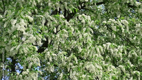 White flowers on a tree. Prunus padus, bird cherry, hackberry, hagberry, Mayday tree. Spring bloom. Floral background. photo