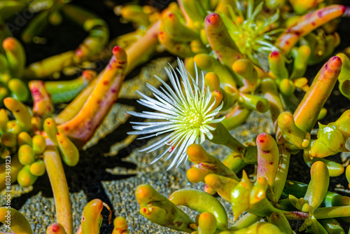 Close-up of pretty loogbos (Mesembryanthemum parviflorum) succulent flower after spring rain in  the Little Karoo near Oudtshoorn, Western Cape, South Africa photo