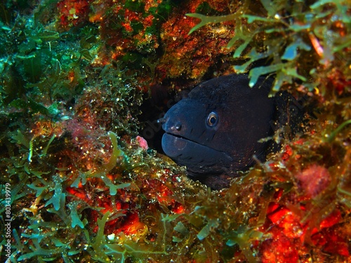 Black moray eel hiding in the beautiful algae covered wall. Colorful seascape with hiding eel. Marine wild animal portrait. Underwater photography from scuba diving with the marine life.