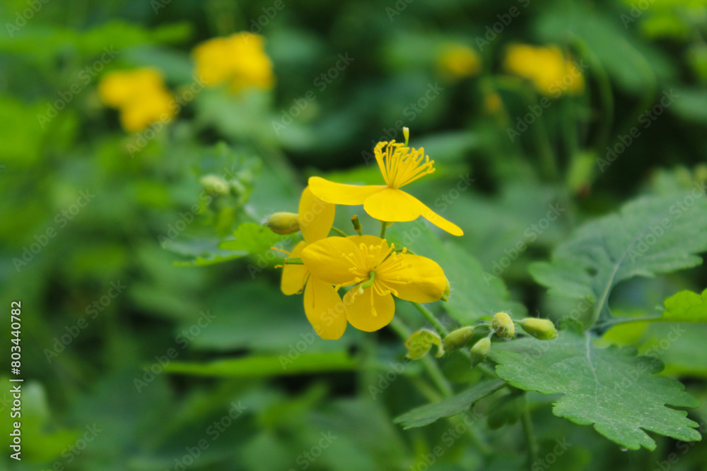Fototapeta premium medicinal herbs, yellow celandine flowers, fresh celandine grass and flowers, natural background